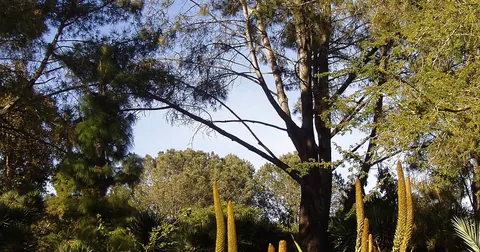 Gartenansicht im San Diego Botanic Garden in Encinitas Gartenansicht im San Diego Botanic Garden in Encinitas