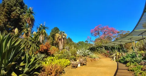 Pflanzen im Ruth Bancroft Garden in Walnut Creek